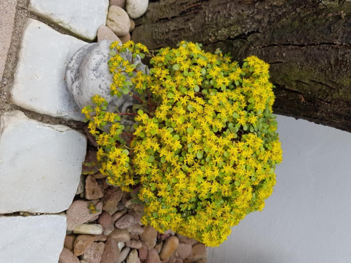 Ferienwohnungen wie im Süden Großostheim Exterior foto